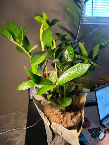 Customer photo review of Plant Food