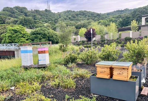 Customer photo review of MayBee Hives 8 Frame Langstroth Beehive–100% Beeswax Coated with Pine Wooden Frames and Waxed Plastic Foundations, Includes 2 Deep Bee Boxes and 2 Honey Super Boxes(NO LOGO)