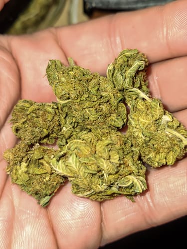 Customer photo review of Dirty Buntz