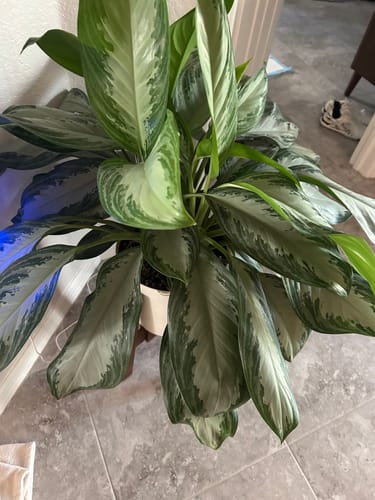 Customer photo review of Houseplant Pest Spray