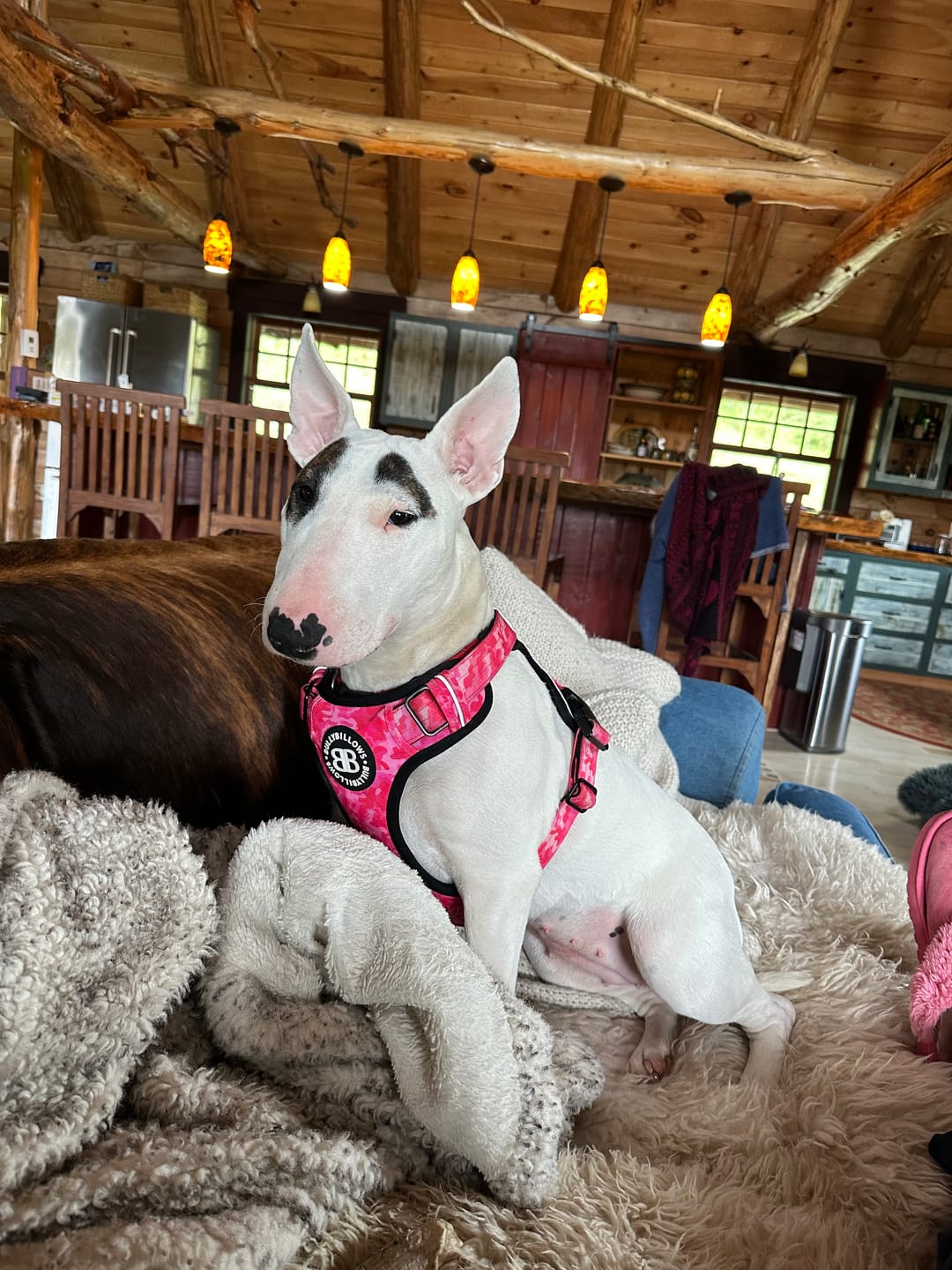 Customer photo review of Comfort Premium Harness | Non Restrictive - Bubblegum