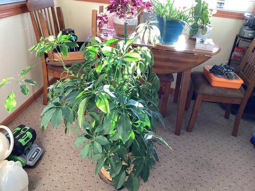 Orchid photo shared by Sharon P., an Elm Dirt customer