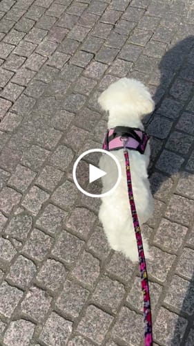 Customer video review of FunFunPet 高機能ハーネス（お名前タグ作成サービス付き）