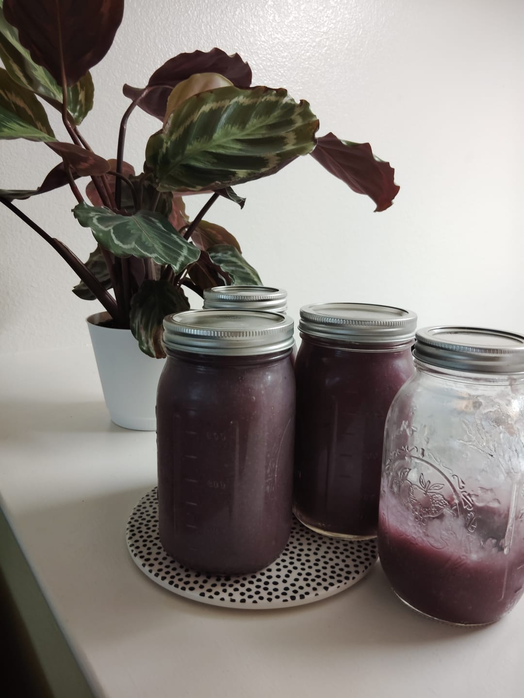 Customer photo review of Full Spectrum Irish Sea moss