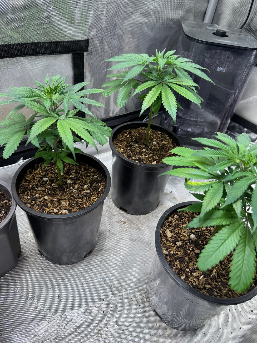Customer photo review of BioVast Potting Soil (Water Only Mix)