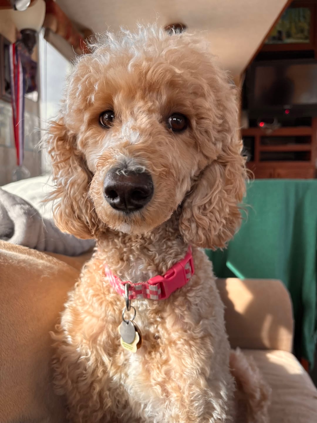 Customer photo review of 12 Inch Standard Braided Bully Stick