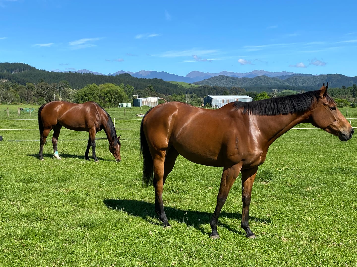 Customer photo review of Digestive EQ - Equine Gut Supplement