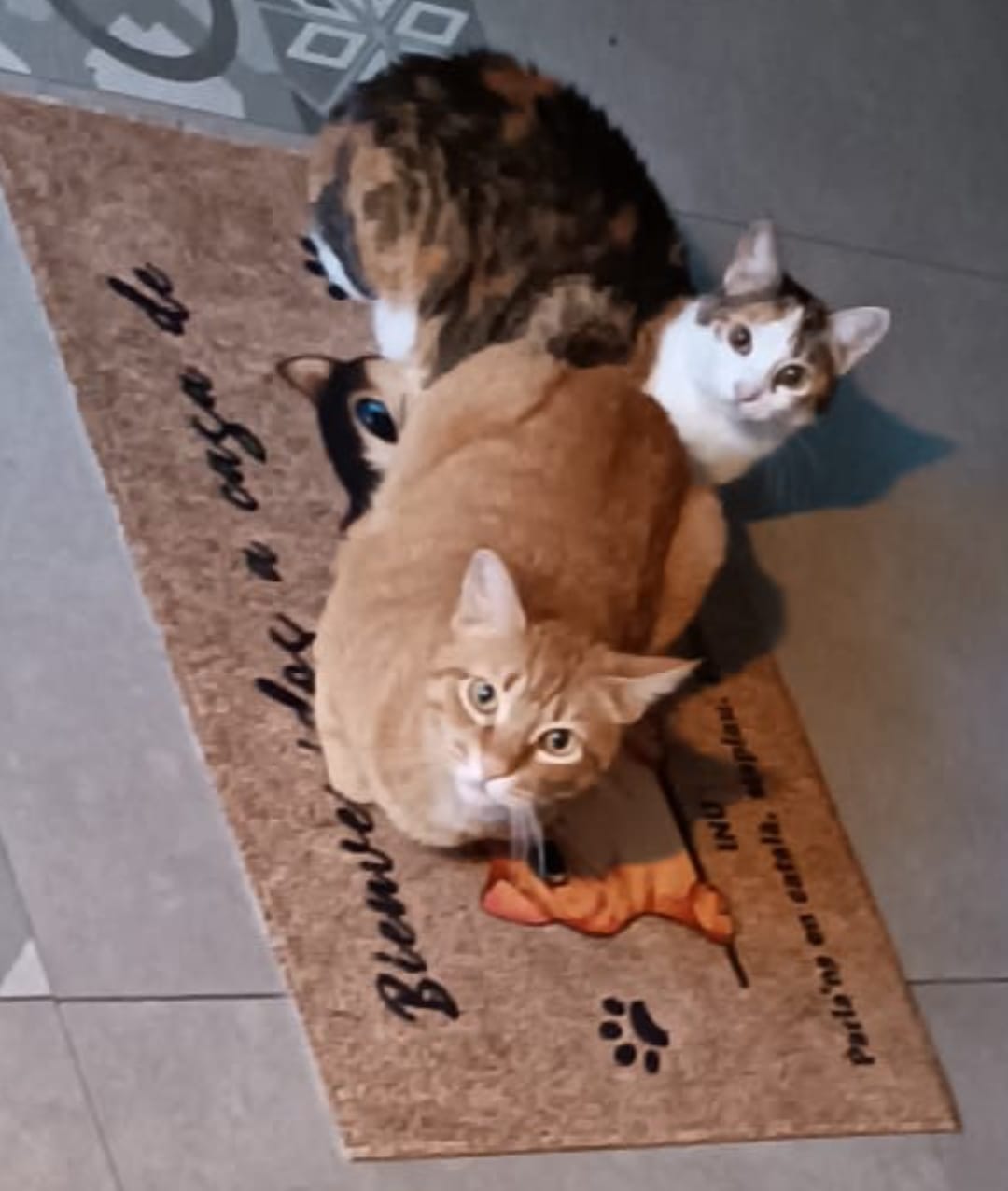 Customer photo review of Bienvenidos a lo de gatos curiosos - Felpudo personalizado