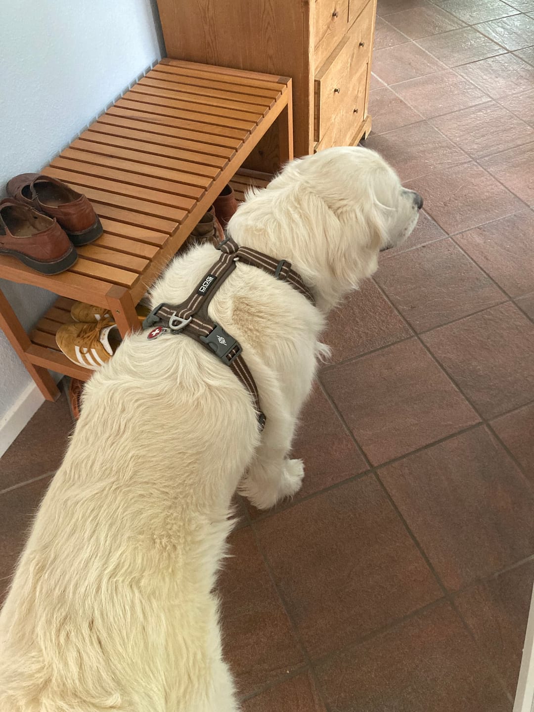 Customer photo review of Dog Copenhagen Walk Air™ hundesele Mocca