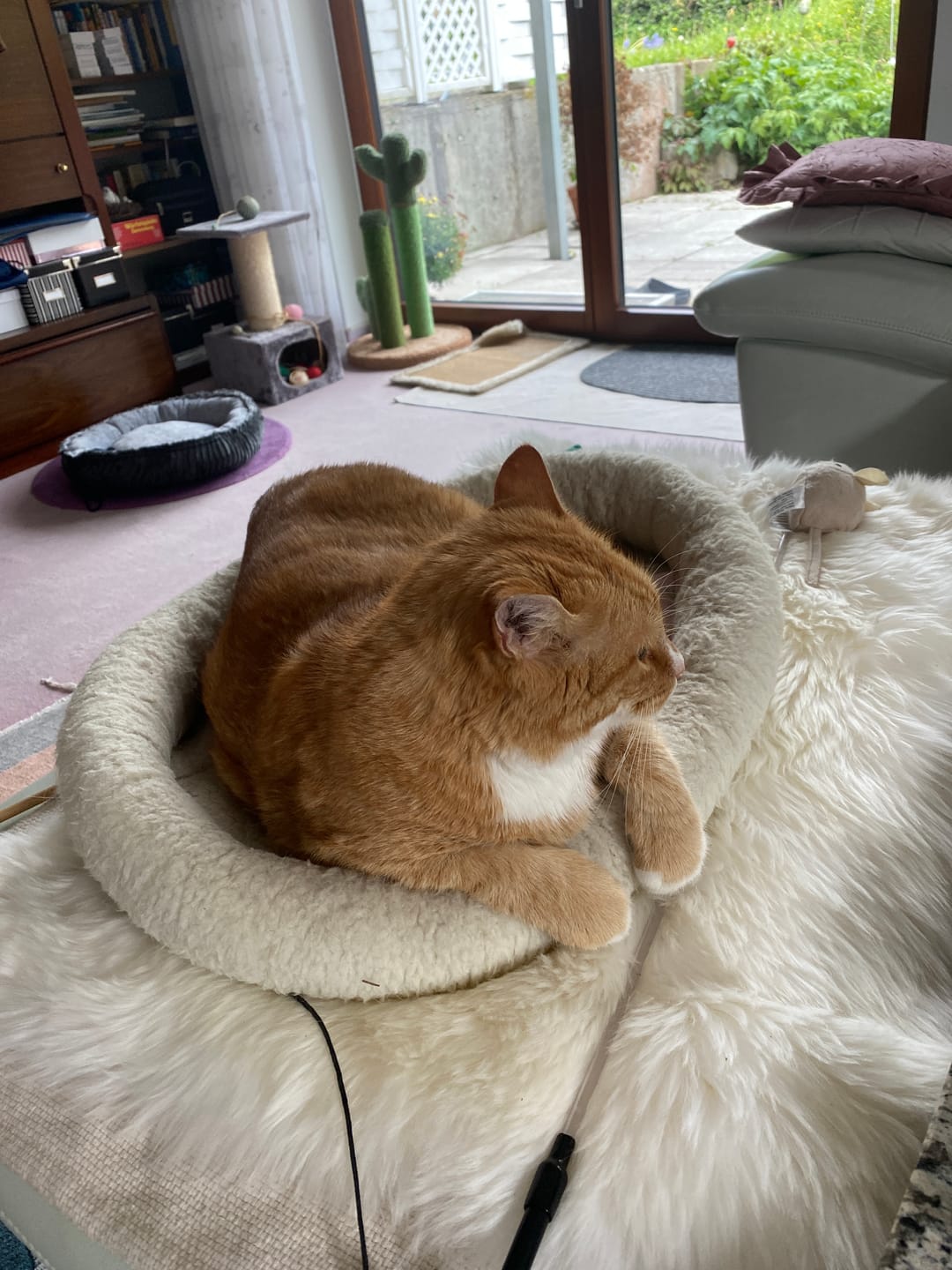 Customer photo review of Zpot-on für Katzen gegen Zecken, Flöhe, Milben & Mücken [Jahresvorrat]