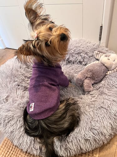 Customer photo review of Rastreador GPS Petfind