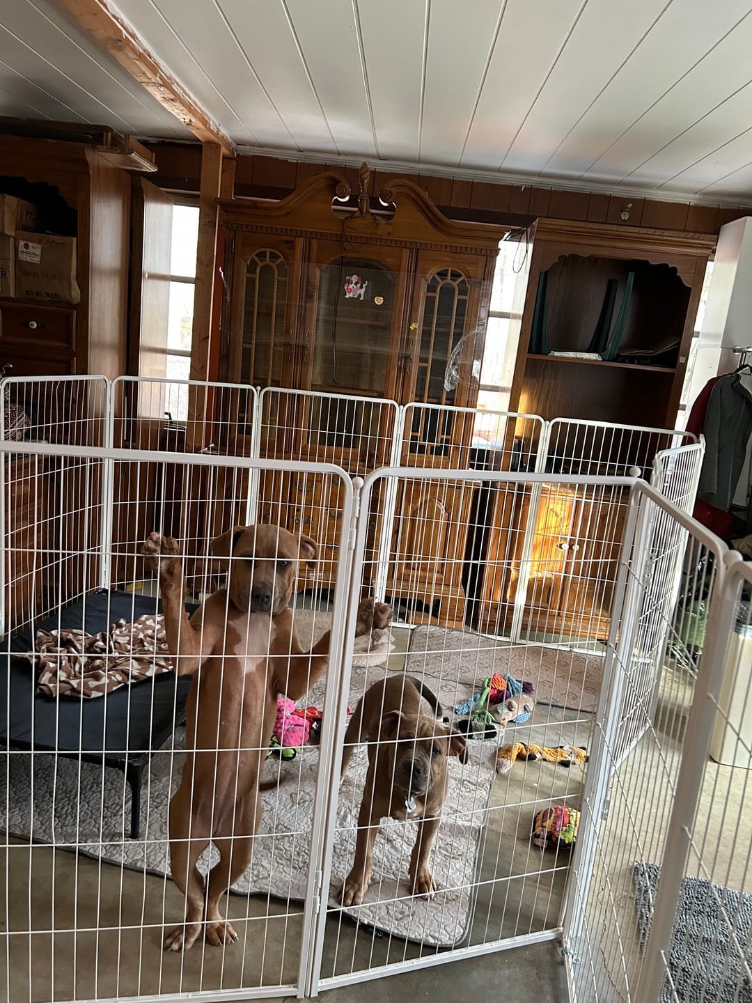 Customer photo review of Homeplus Dog Playpen for Indoor Use