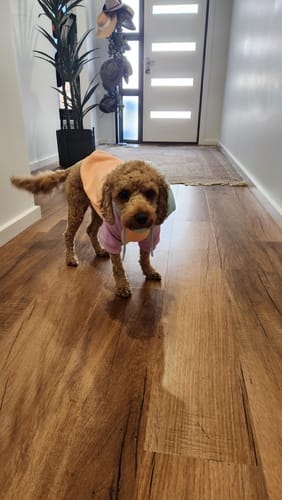 Customer photo review of Color Block Human Hoodies