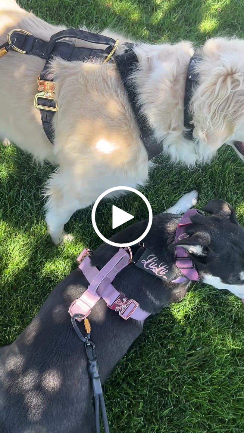 Customer video review of Terrain Dog Airtag Harness - Sofia