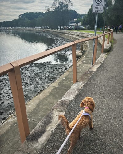 Customer photo review of No Pull Dog Harness Australia