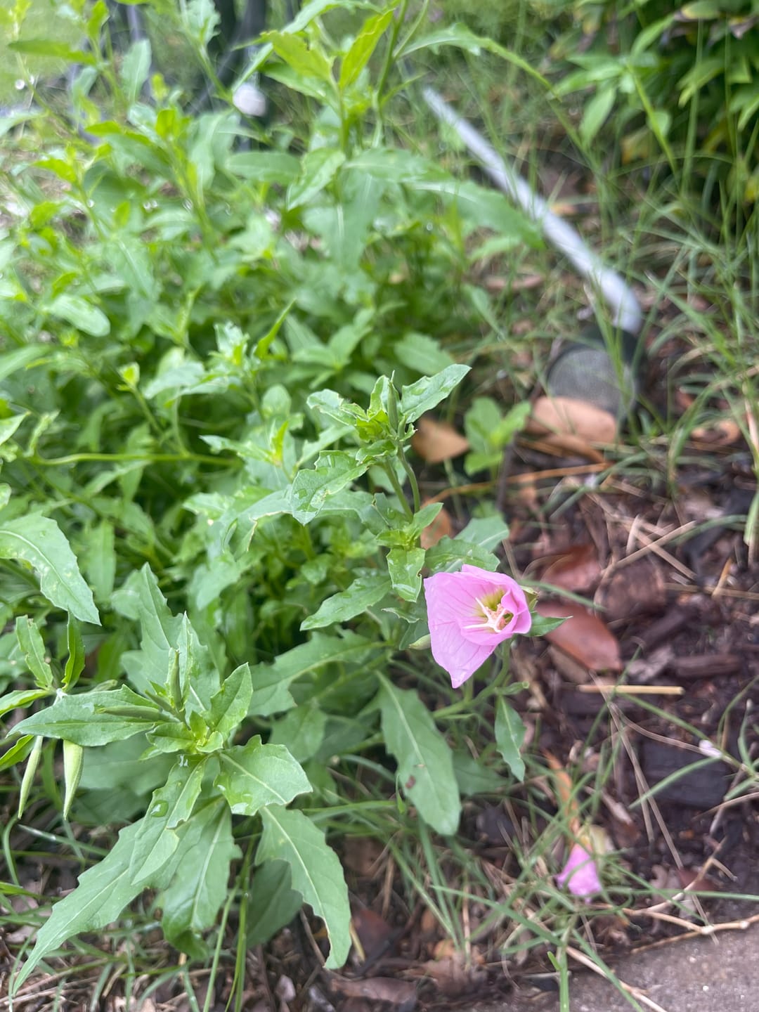 Customer photo review of Pink Evening Primrose