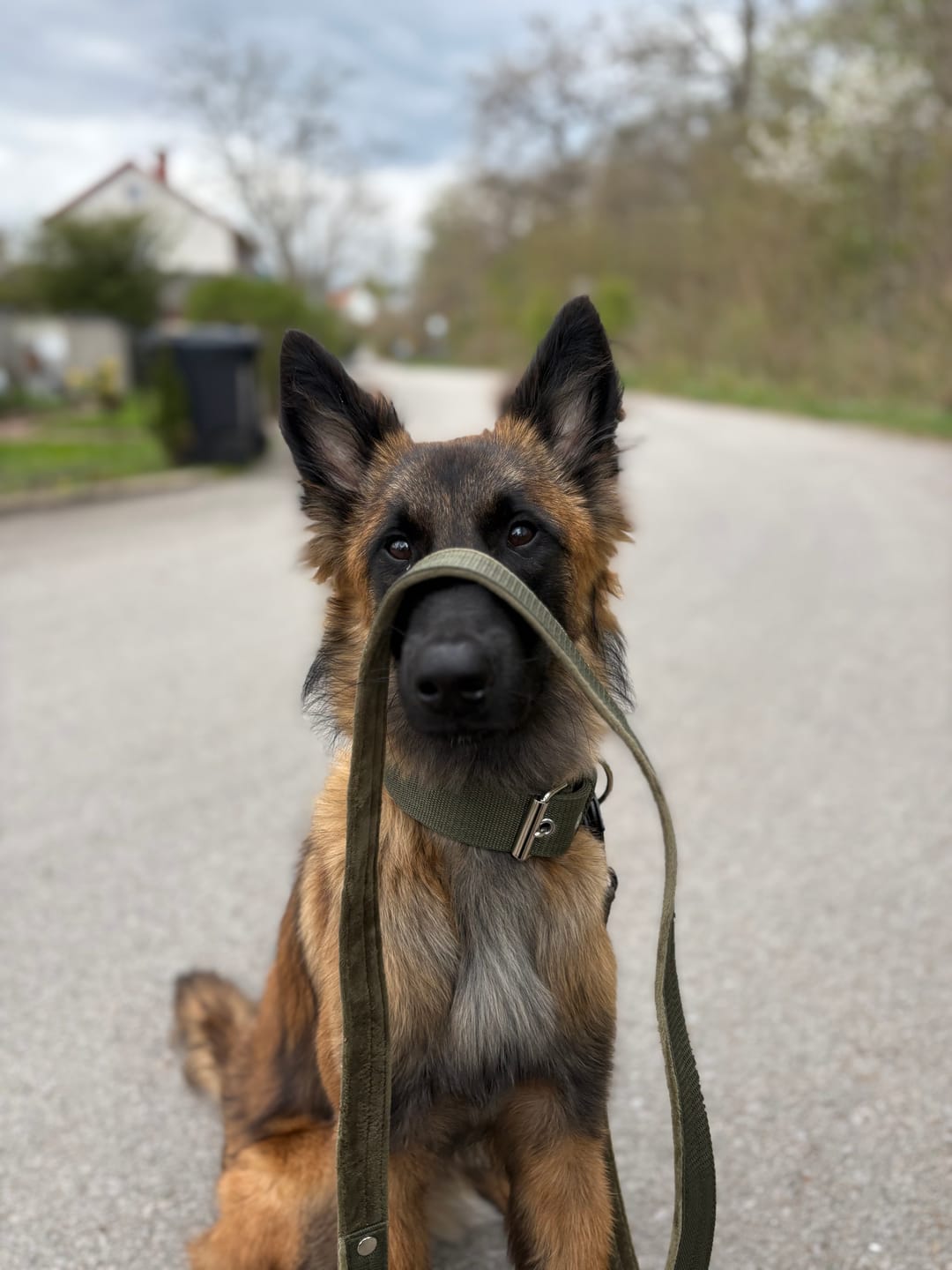 Customer photo review of Active Set Khaki - Active halsband & koppel