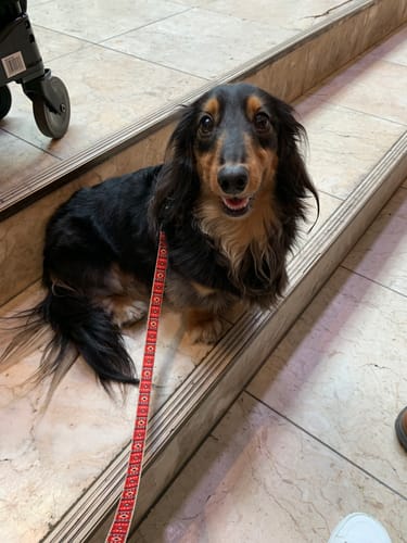 Customer photo review of FunFunPet 高機能ハーネス（お名前タグ作成サービス付き）