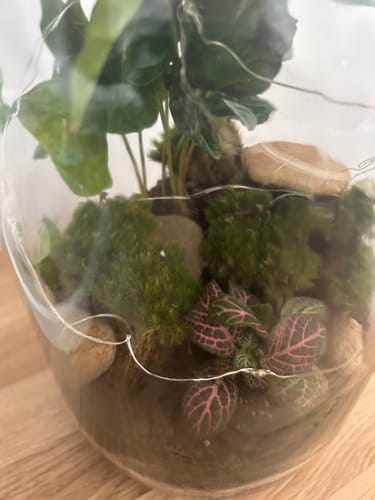 Customer photo review of Moosballen