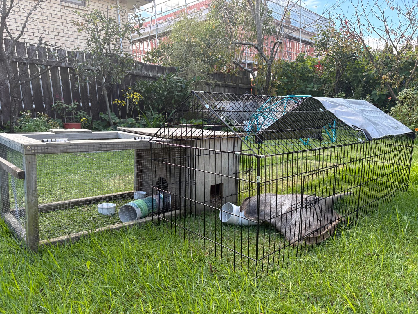 Customer photo review of Chicken/rabbit Run Cage With Sun Cover - 185 X 75 X 75cm