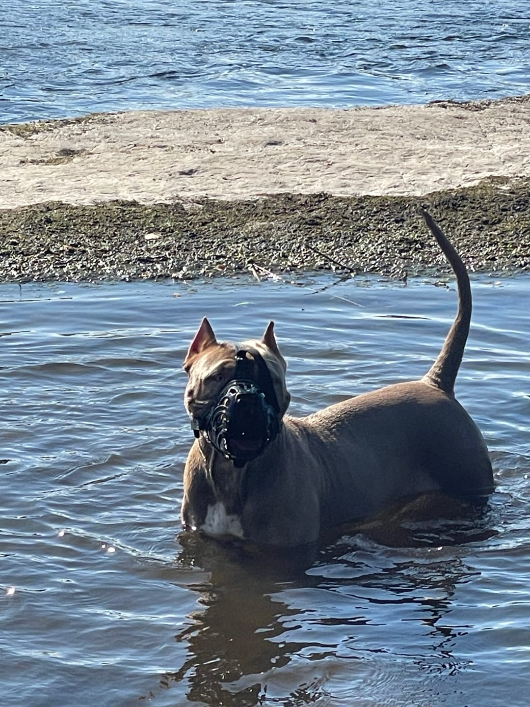 Customer photo review of Muzzle | Flexi & Legal Requirement - S-XL Breeds - Black