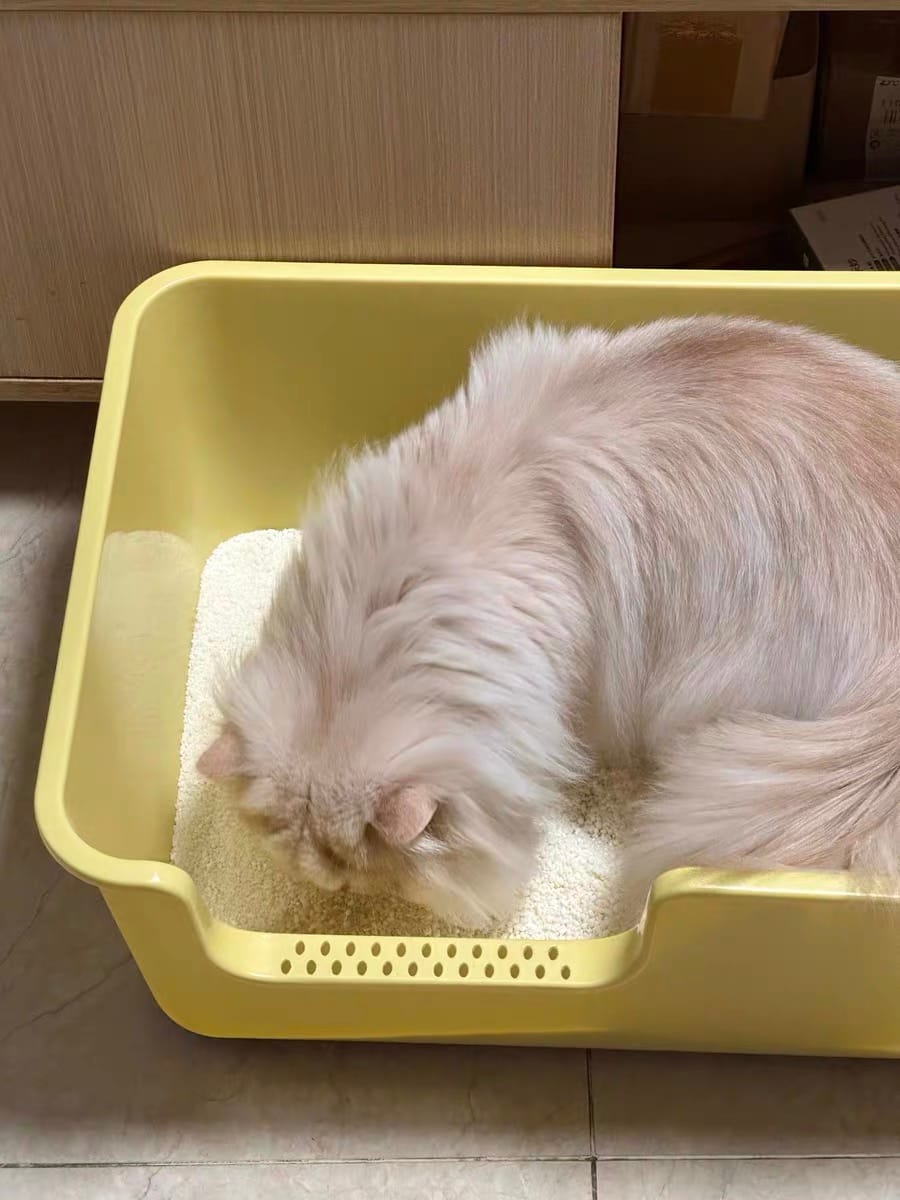 Customer photo review of Michu Wonder Litter - Plant-Based & Automatic-Box Friendly 2.5kg/6L
