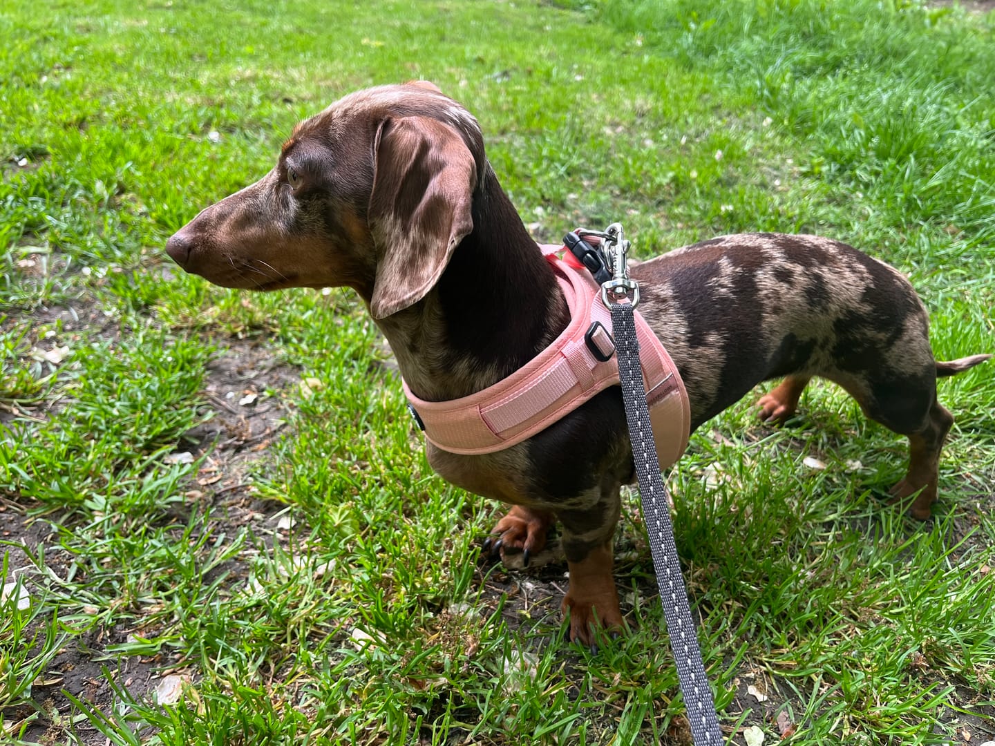 Customer photo review of Boomerang Harness - XS-M Breeds - Pink