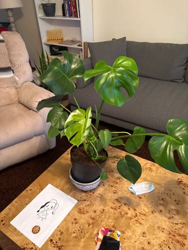 Customer photo review of Plant Food