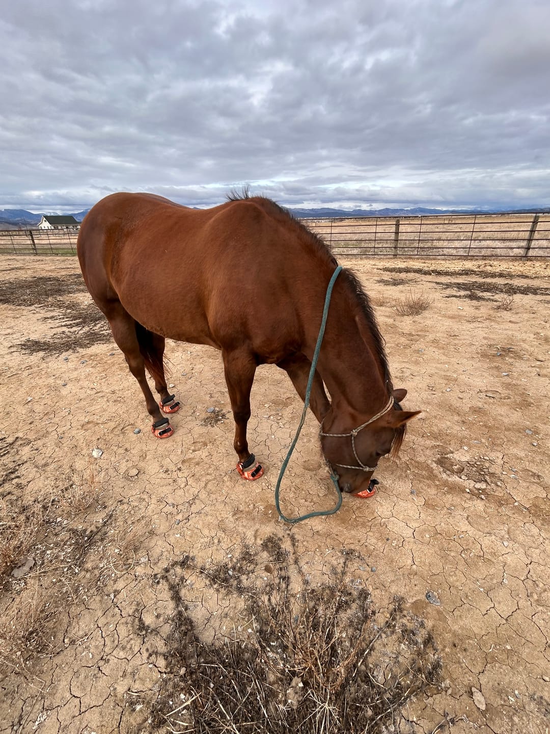 Customer photo review of Renegade® Viper Shield™ Hoof Boots - Arizona Copper