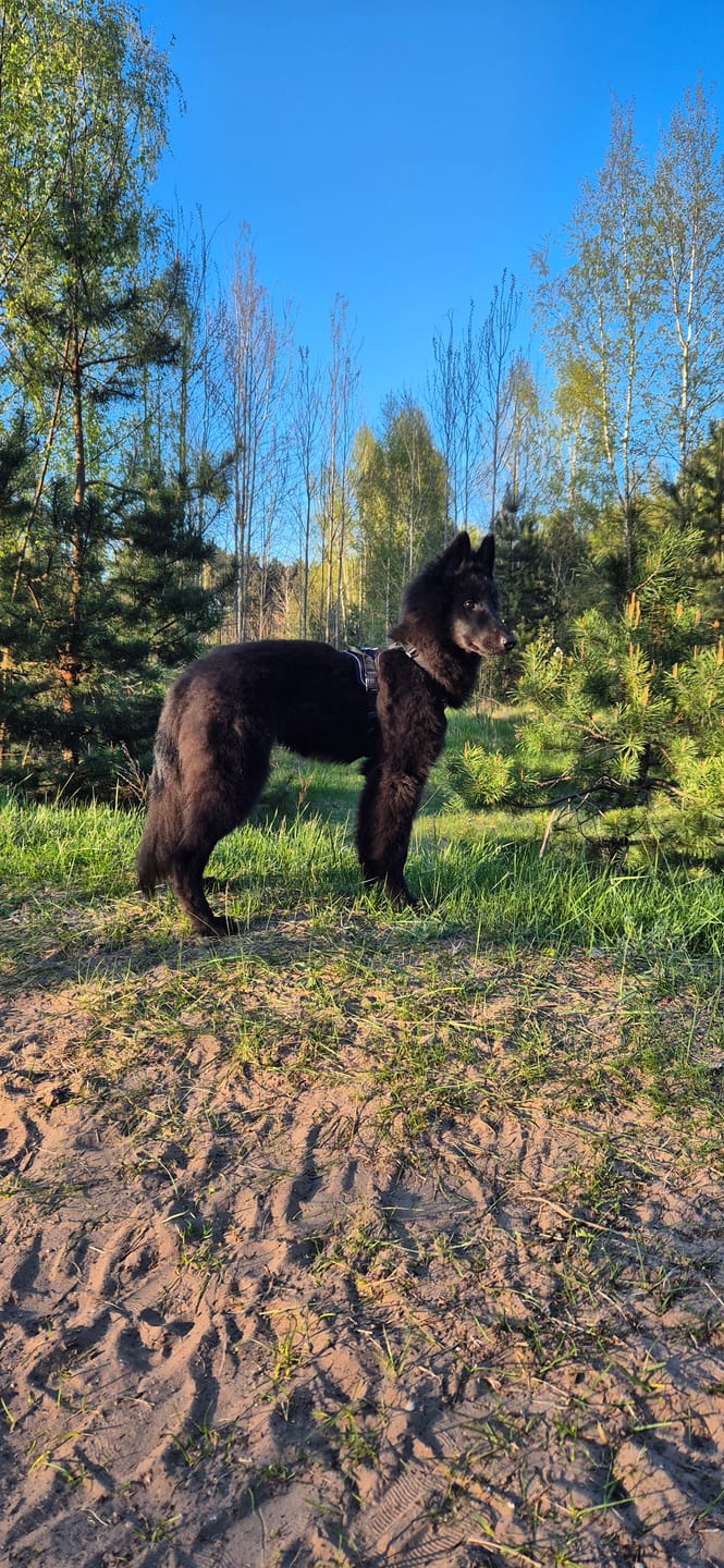 Customer photo review of Anti Pull Harness | With Handle & Lighter | Hurricane Harness - Black
