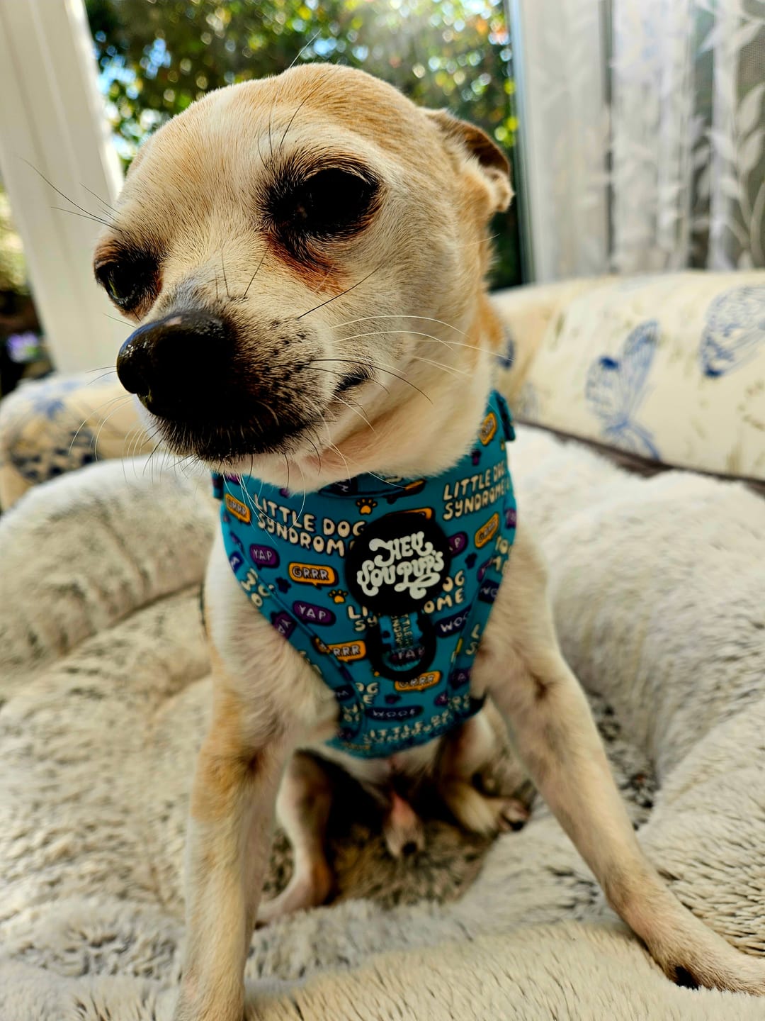 Customer photo review of Little dog syndrome harness