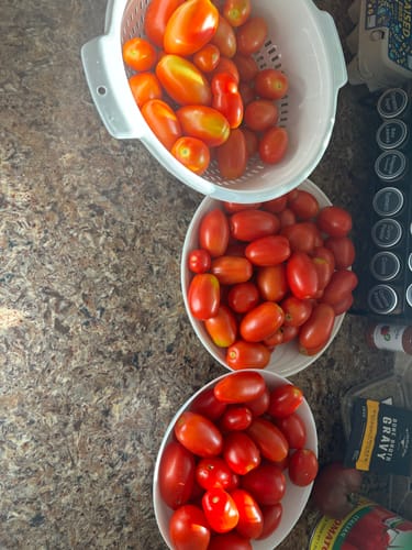 Customer photo review of San Marzano Roma Pole Tomato Seeds