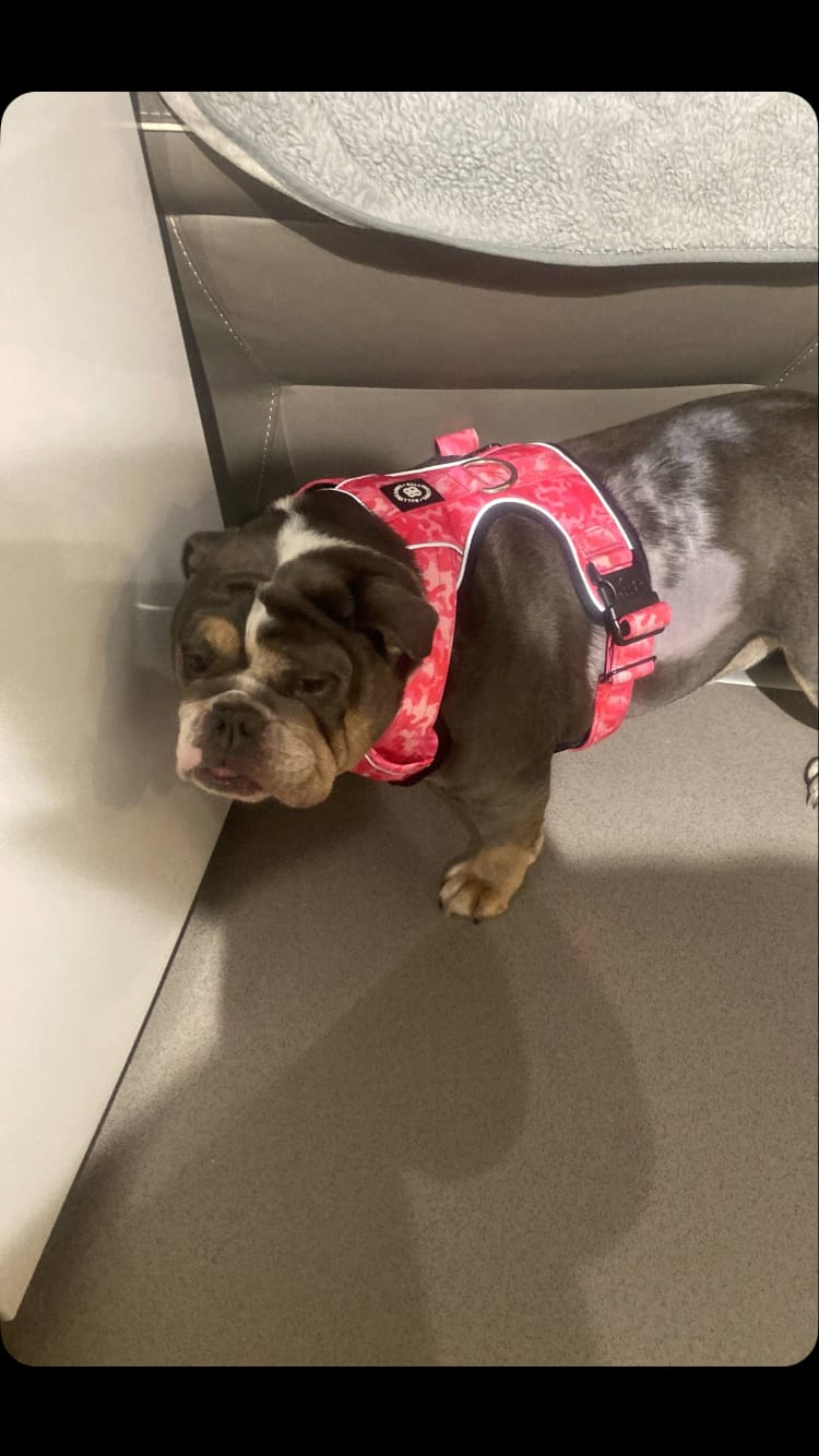 Customer photo review of Comfort Premium Harness | Non Restrictive - Bubblegum