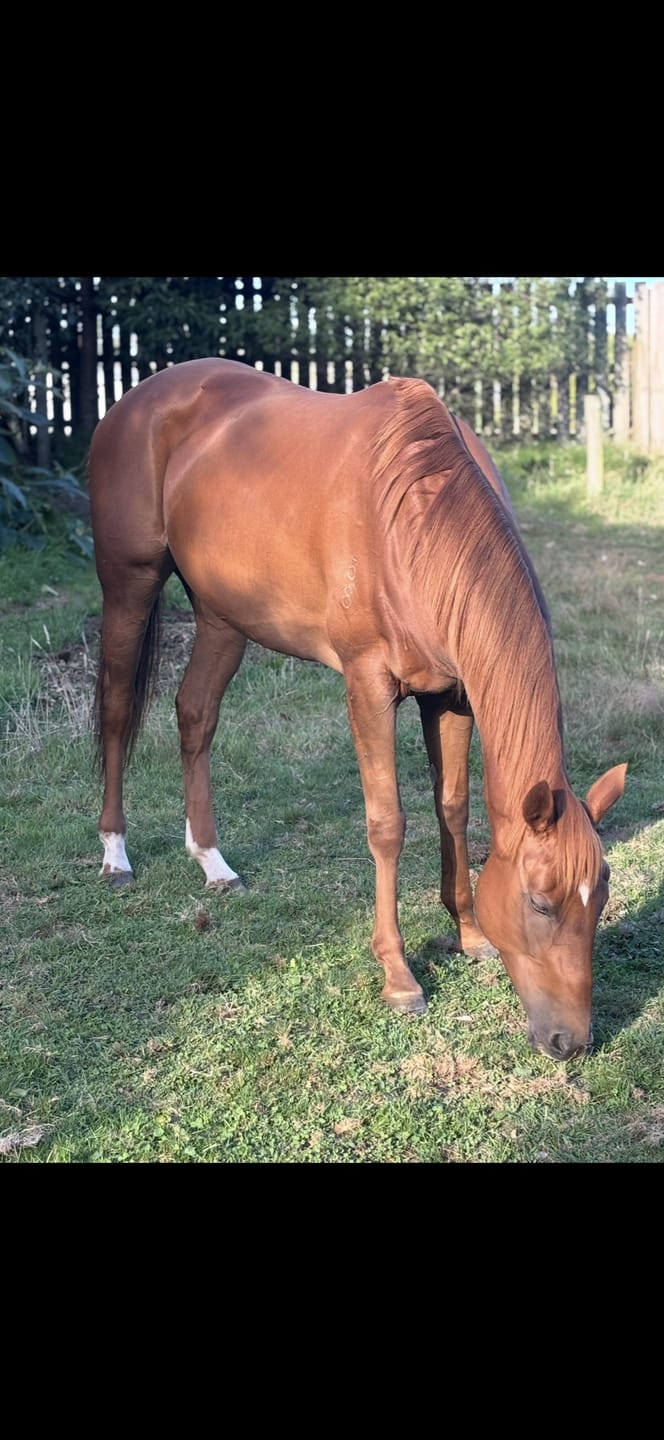 Customer photo review of Digestive EQ - Equine Gut Supplement