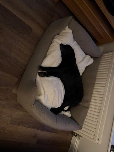 Customer photo review of The Slumber Tray Bed - Ash Brown