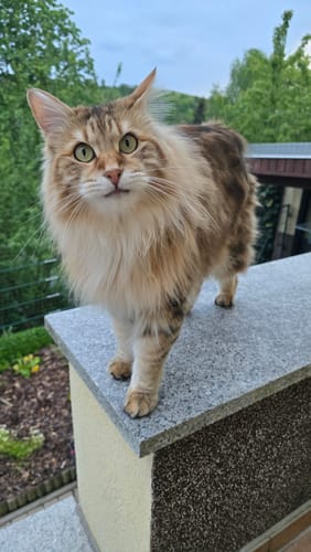 Customer photo review of Naturreines Katzenstreu