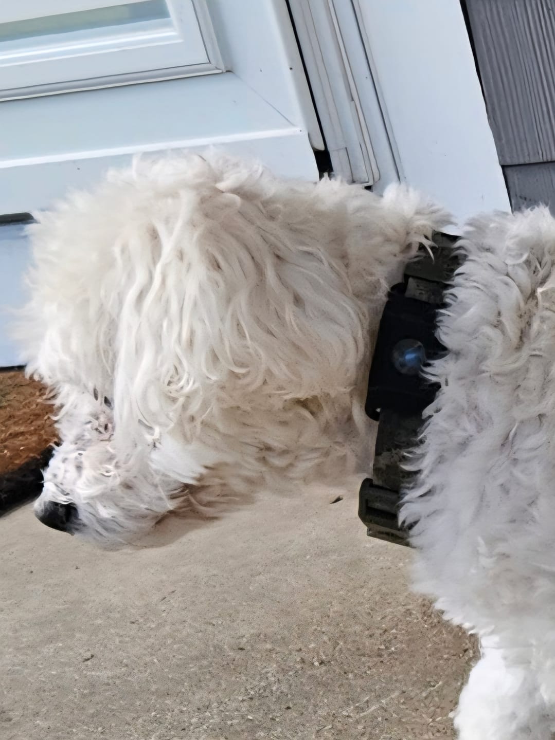 Customer photo review of FurLife™ - Natural Pheromone Calming Collar for Dogs