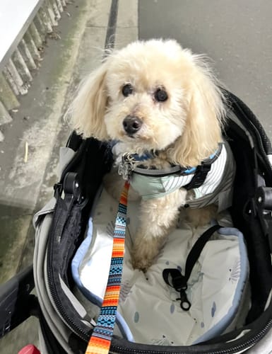 Customer photo review of FunFunPet 高機能ハーネス（お名前タグ作成サービス付き）