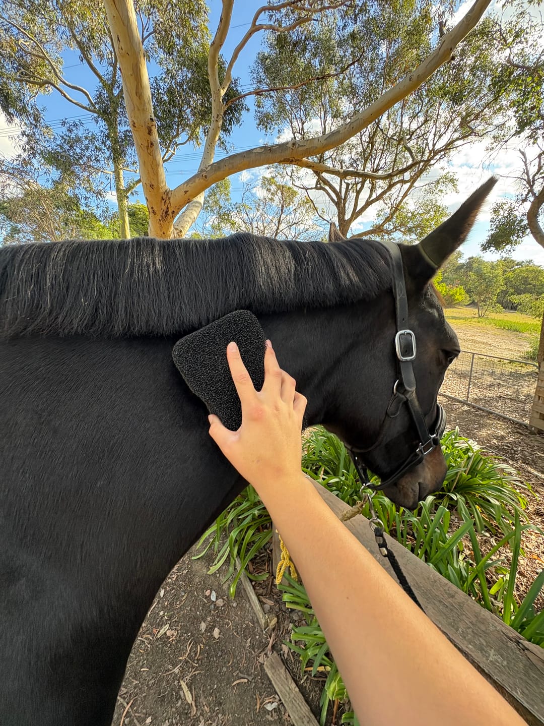 Customer photo review of Tiger's Tongue Horse Groomer