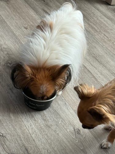 Customer photo review of Sauce aux courgettes (chien adulte)