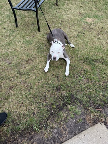 Customer photo review of Buddy Guard + Omega Love+