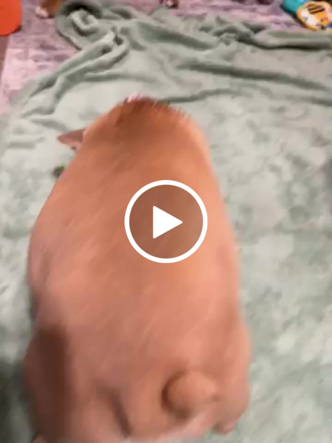 Customer video review of Freezstick - Indestructible Enrichment Chew