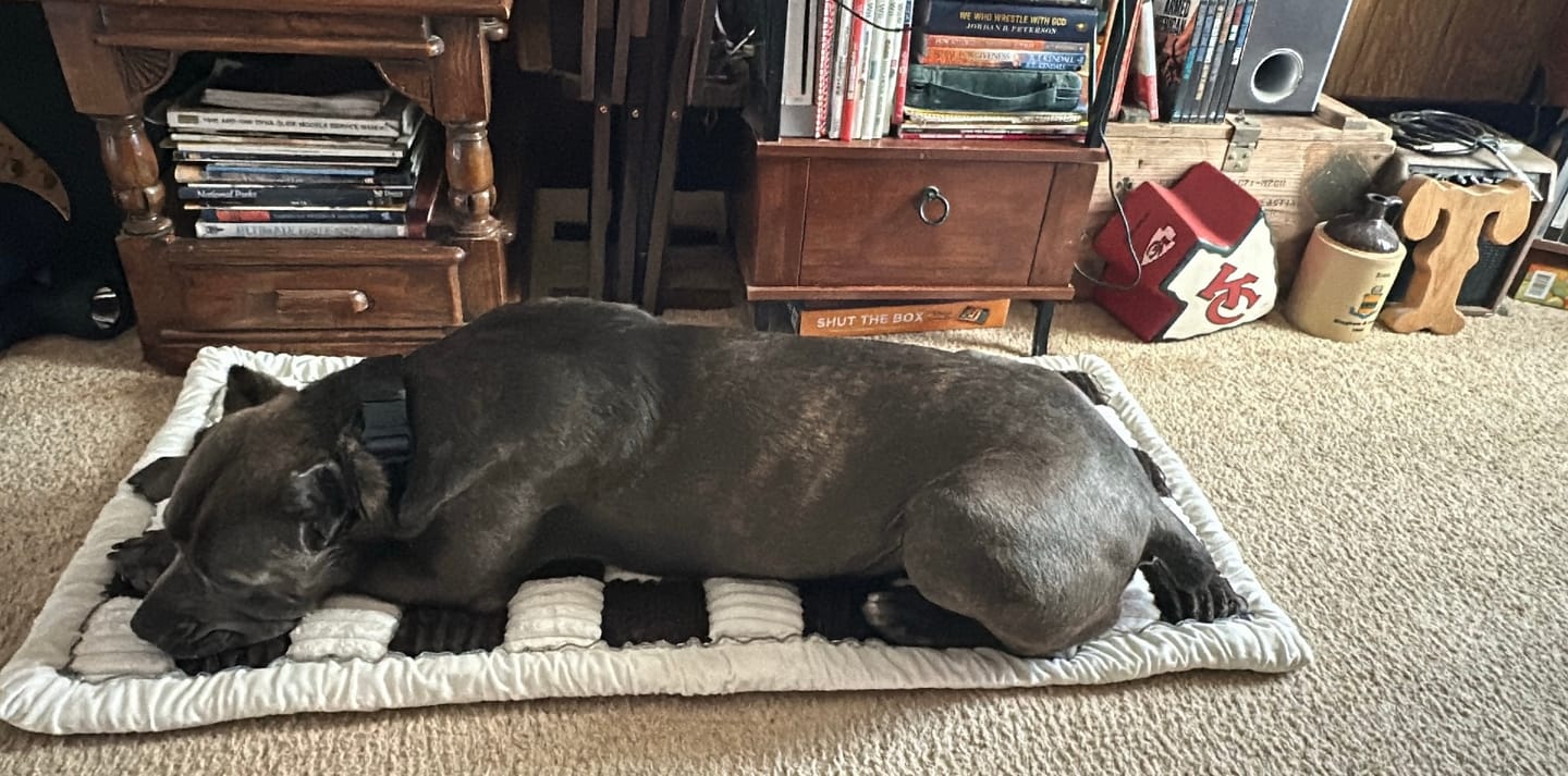 Customer photo review of Cozy Cushion™