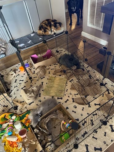 Customer photo review of Potty Buddy™ - The Durable Leak-Free Potty Pad