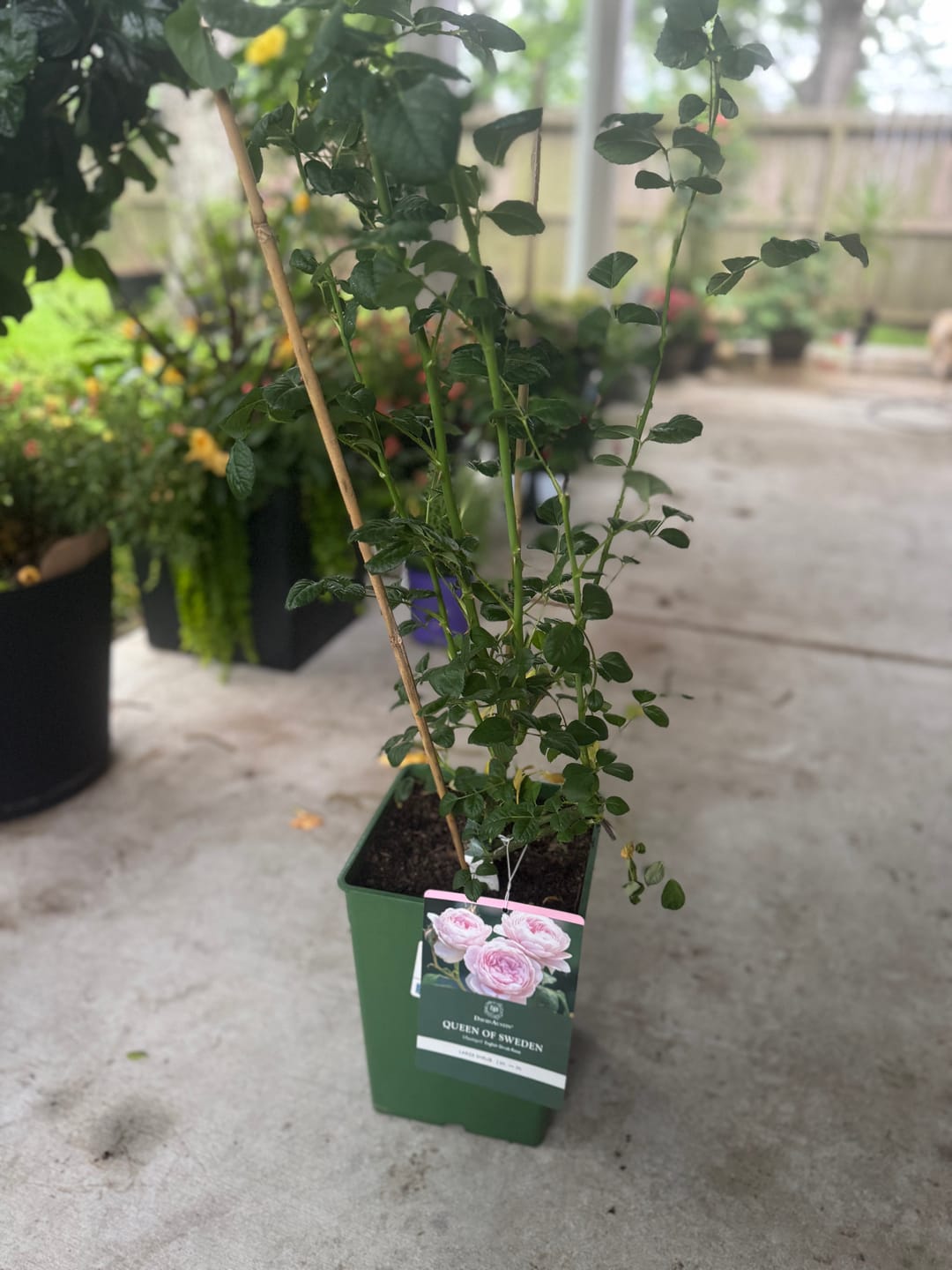 Customer photo review of Queen of Sweden® Rose Bush By David Austin® 3 Gallon
