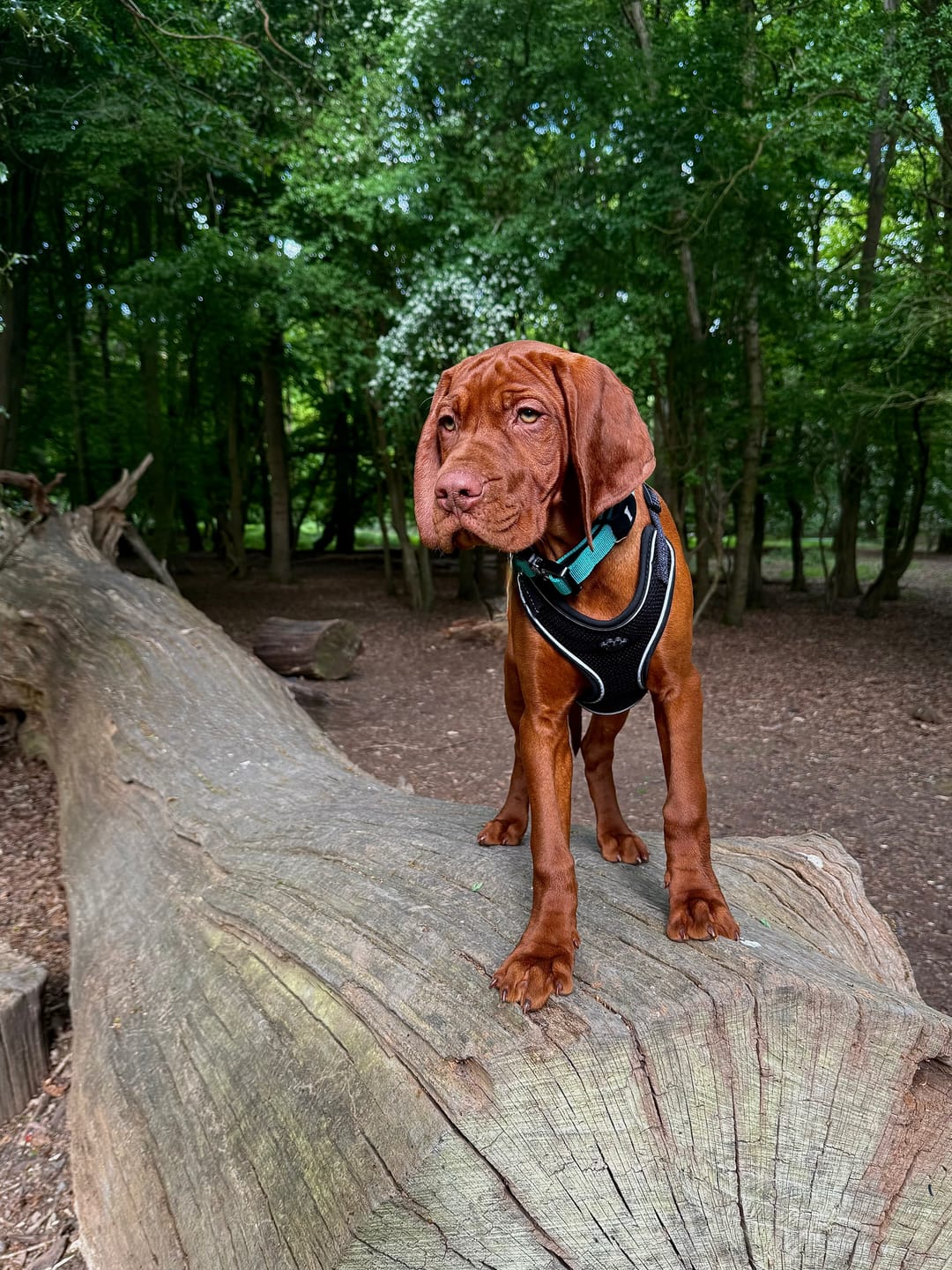 Customer photo review of 2.5cm Combat® Collar | With Handle & Rated Clip - Turquoise