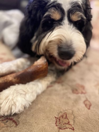 Customer photo review of Smoked Beef Marrow Bone