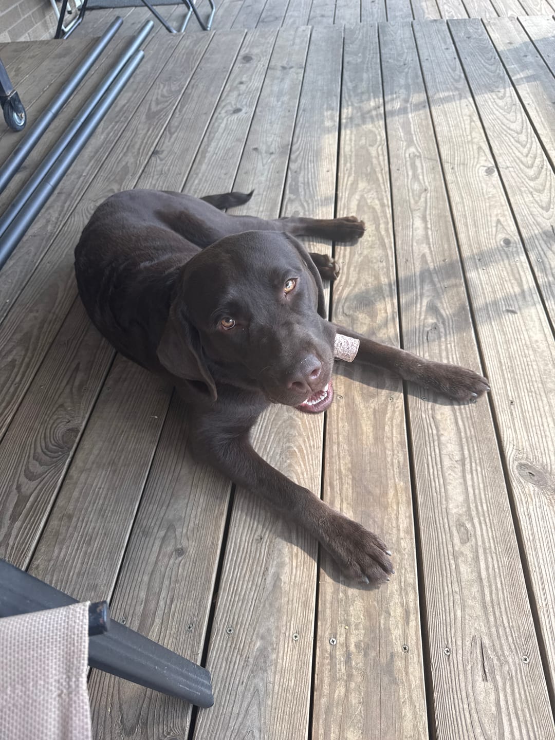Customer photo review of Himalayan Yak Cheese Chew Dog Treat