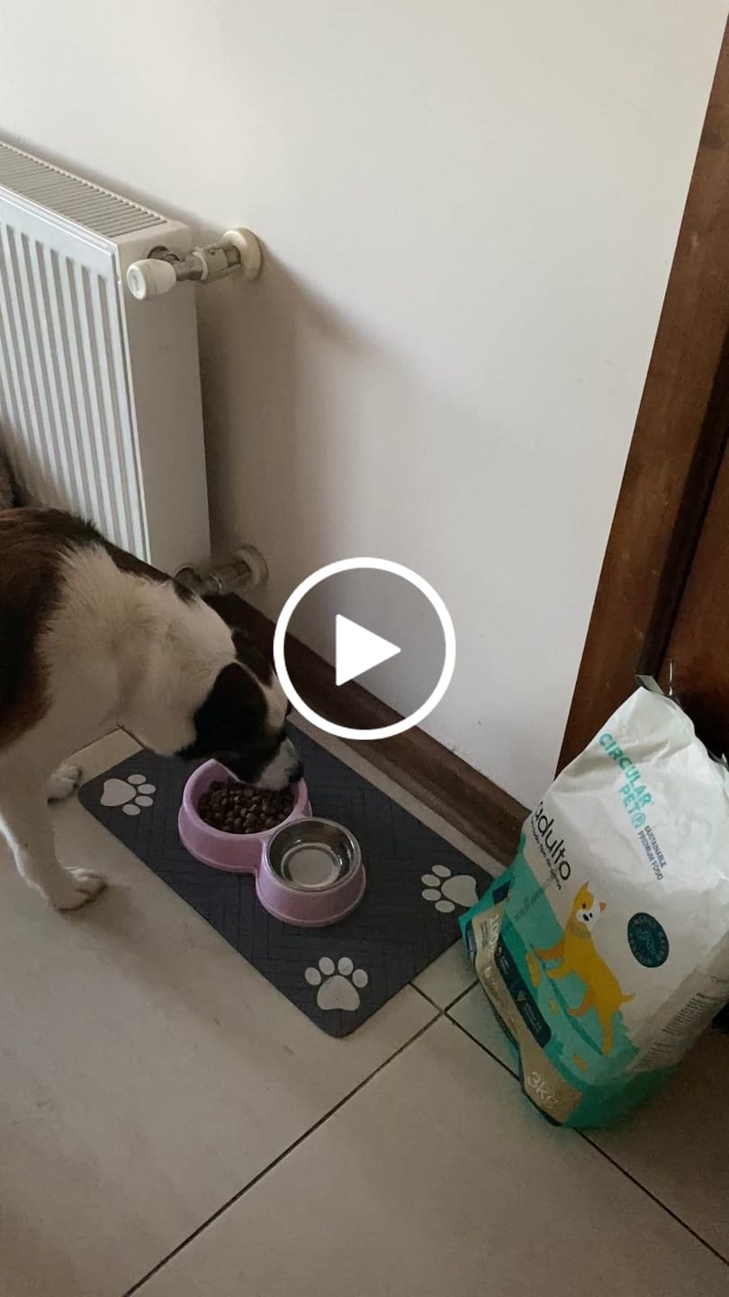 Customer video review of Alimento Perro Adulto Toda Raza Proteína Insectos