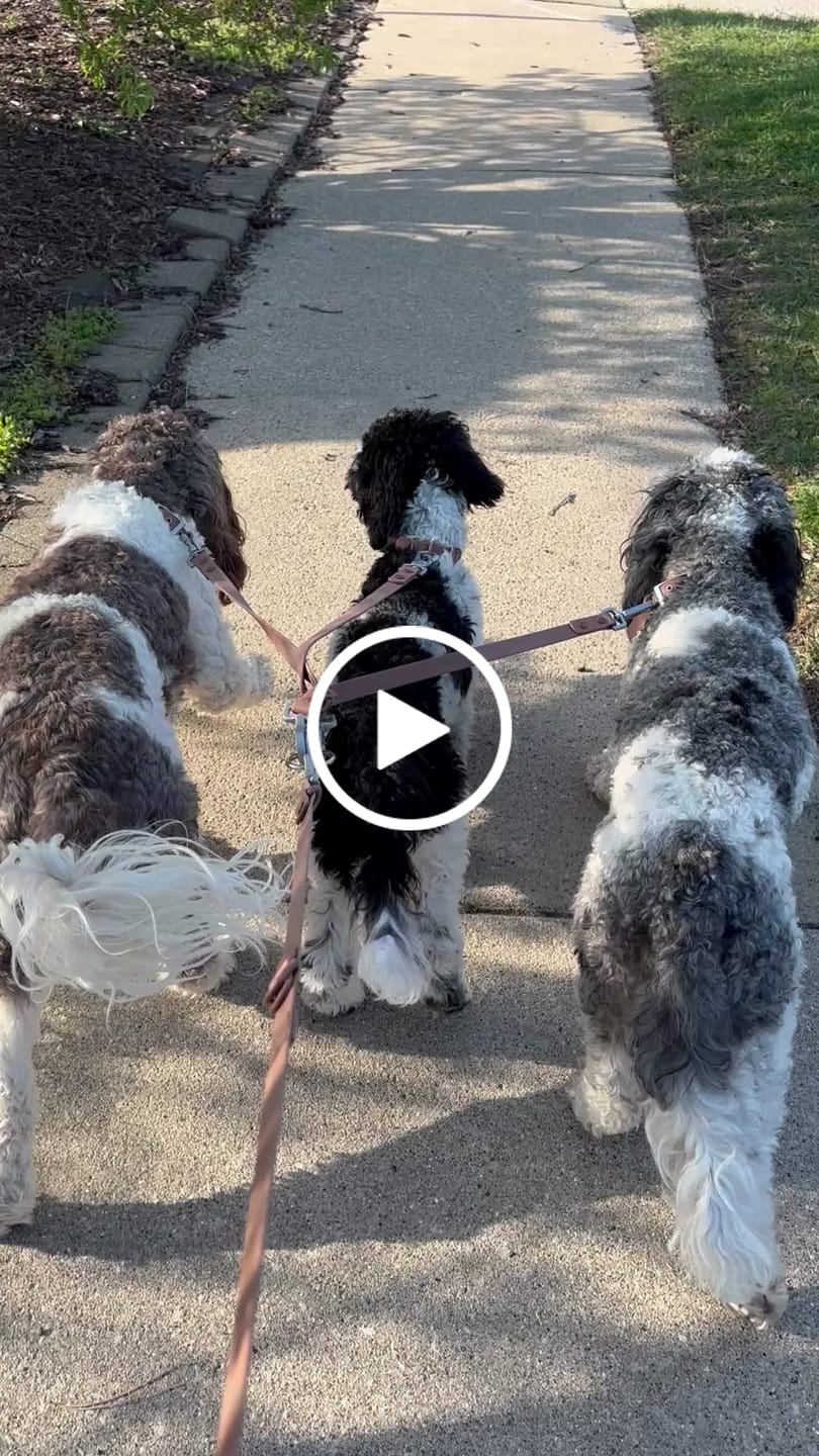 Customer video review of Cotton Rope Multi-Dog Leash Connector